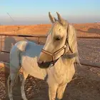 خيل