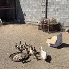 بط بلدي   بطه تحتها 15 عمارها اسبوعين الصح شرط