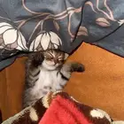 قطاوه للبيع