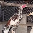 ديك باكستاني و ردادي