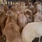 ذبايح رفيدي