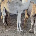 حشو قصب 2