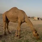 للبيع بعير اصفر باتلي