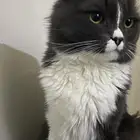 قط بيت اليف ولعوب للبيع