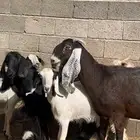 معزا للبيع