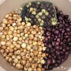 بصل عضوي صغير انتاج مزرعة السراة النموذجية