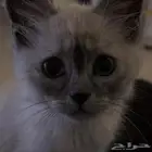 تبني عاجل مع جميع اغراضهم
