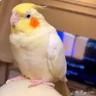 كروان مفقود