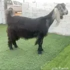 عنز عارضيه صننف معرفه