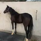 فرس دهماء محجلة ثلاث طلق اليمين