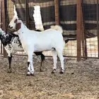 جفره بيشيه فاخرة