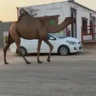خفوت صفرا رباع