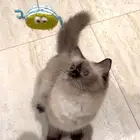 هملايا شوكلت وعيالها للتبني