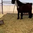 تيس عارضي صنف