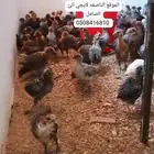 فراريج دجاج مشكل