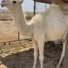 بكرة لبانية للبيع