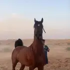 حصان شعبي كفو اديب ويحترم. وحار يربع وسست وخطوه