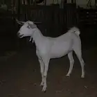 جفرتين صنف صنف