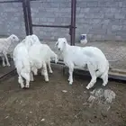 ذبايح خرفان جبرات
