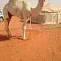 القعود الاوضح الكفو