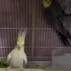 كروان منتجة للبيع