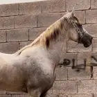 للبيع حصان شعبي لايجي الاصامل