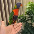 ببغاء لوري اليف متكلم