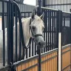 فرس مصريه بيور