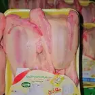 زغاليل حمام فرنسي بط بكيني ارنب ديك بلدي ديك رومي سمان