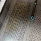 فقاسة