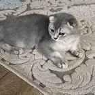 قطوة نوع سوكتش فولد