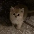 قطه انثى سكوتش ستريت Ny