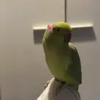 ببغاء درة هندي