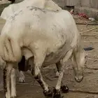 ماشاء الله نعجة دار فاخرة