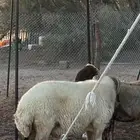 فحل نعيم