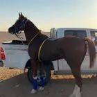 خيل عربي اصيل