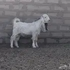 مشروع فحل عارضي كفو