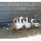 يوجد وز بلدي 8 حبات على السوم ولايكلمني إلى صامل