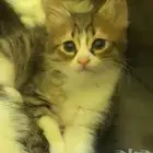 قطط للتبني