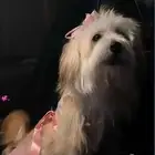 كلبه لتبني