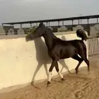فرس واهو لون ادهم