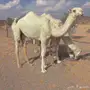الباتليه الكفو