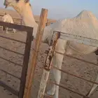 قعود اوضح