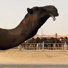 بعير سلالة الوافي