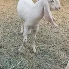 جفار هولندية