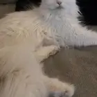 قطه فرنسي لتبني