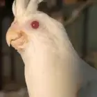 كراون فرخ لبينو