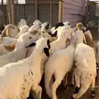 سواكن مرابي