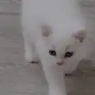 قطط كيتن شيرازي للبيع