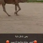 بعير منتج